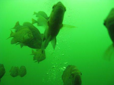 Lake Travis Fish