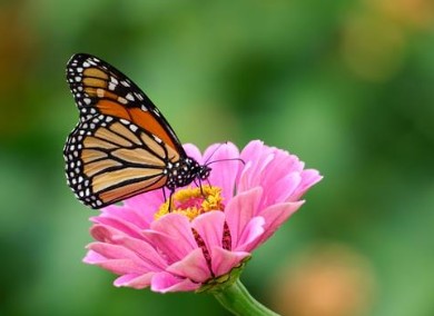 Monarch butterfly resting on a pink flower